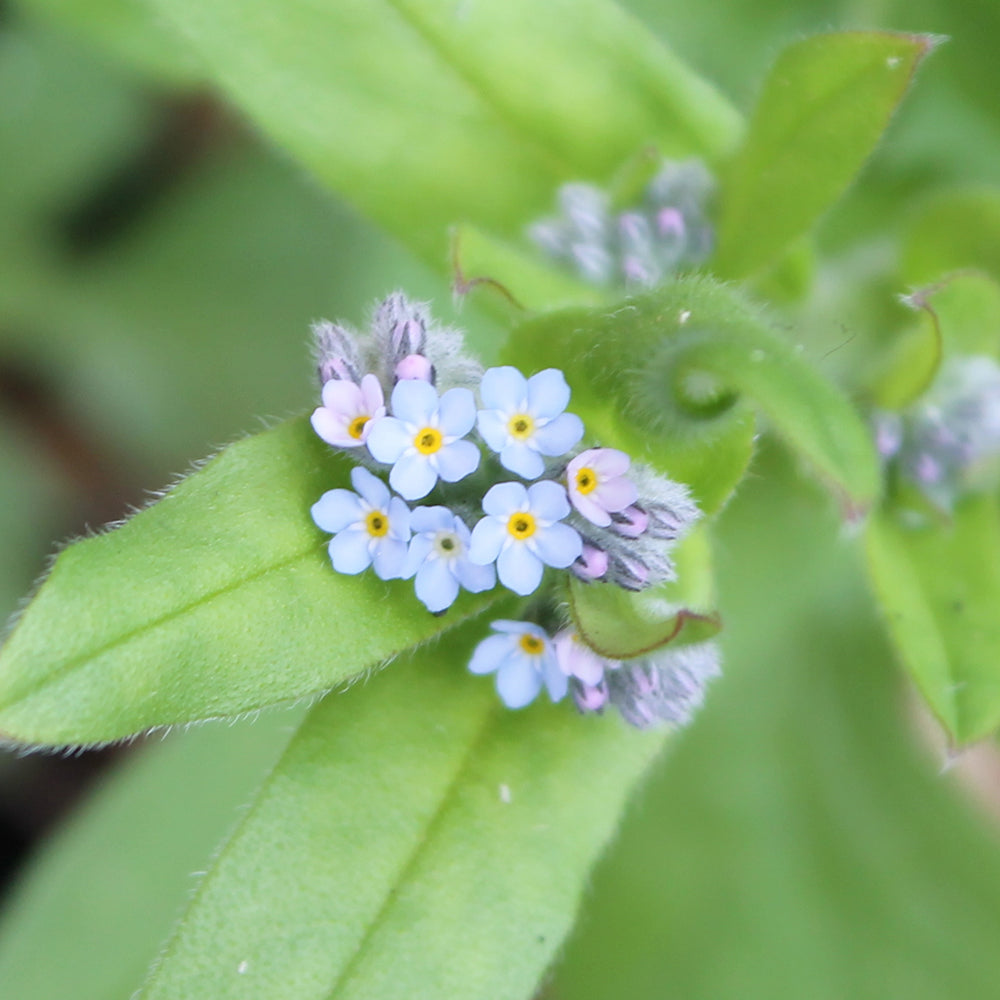 Forget-Me-Not | 12 Native Wildflower Seedballs | Mini Gift | Cracker Filler