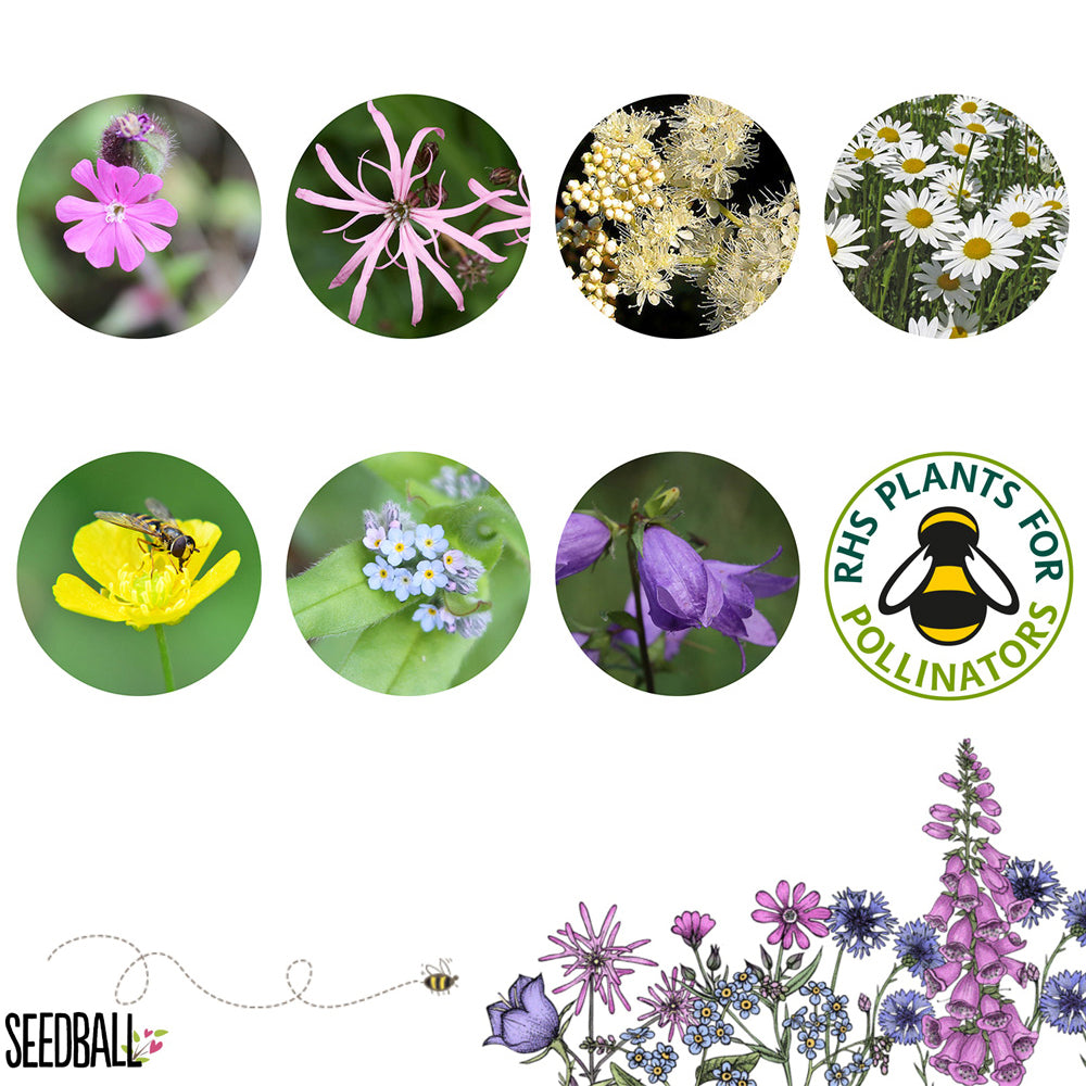 Shade Mix | 12 Native Wildflower Seedballs | Mini Gift | Cracker Filler