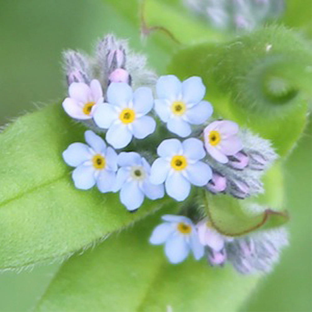 Forget Me Not Seeds | Luxury Tube of Seed Bombs | Cracker Filler | Mini Gift